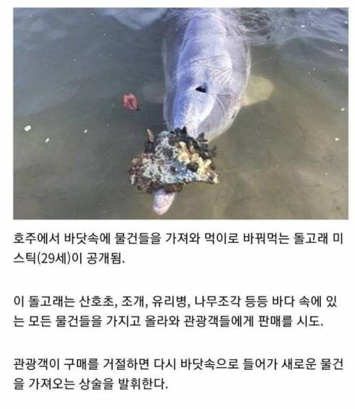 인간과 물물거래를 하는 돌고래.jpg