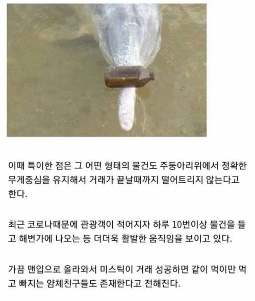 인간과 물물거래를 하는 돌고래.jpg