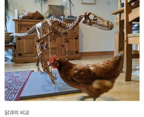 벨로시랩터 크기 실감 짤