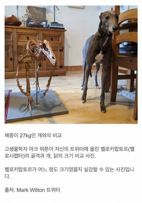 벨로시랩터 크기 실감 짤