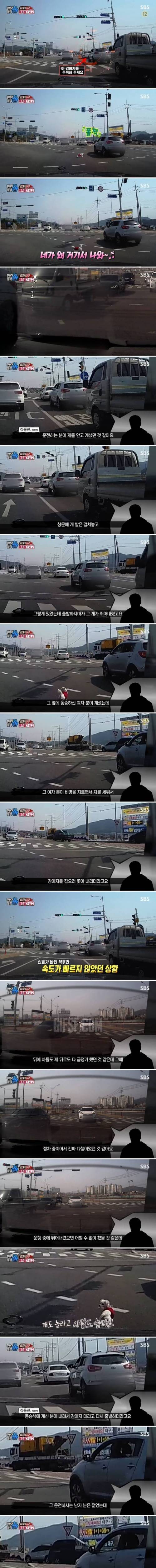 [스압] 자동차에서 뛰어내린 강아지.mp4