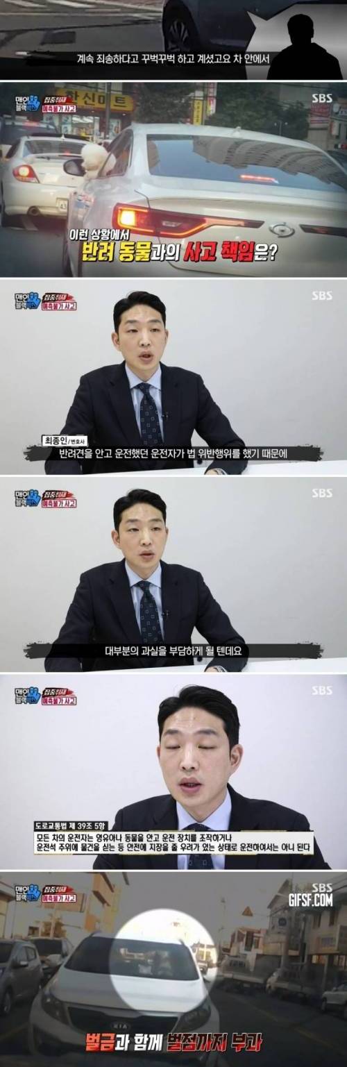 [스압] 자동차에서 뛰어내린 강아지.mp4