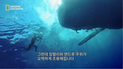 [스압] 고래 먹방하던 상어들이 갑자기 사라진 이유.mp4