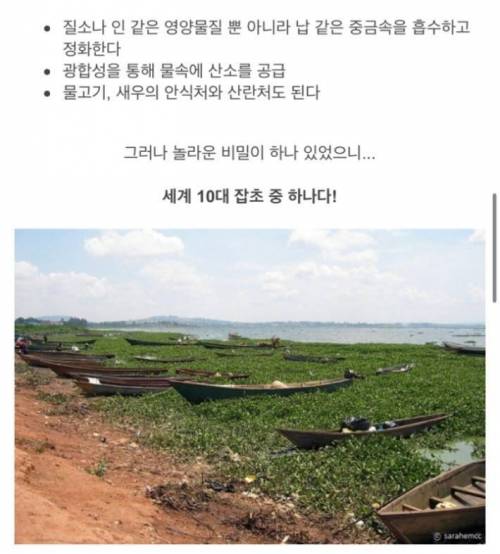 부레옥잠의 비밀.jpg