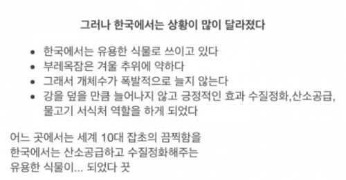 부레옥잠의 비밀.jpg