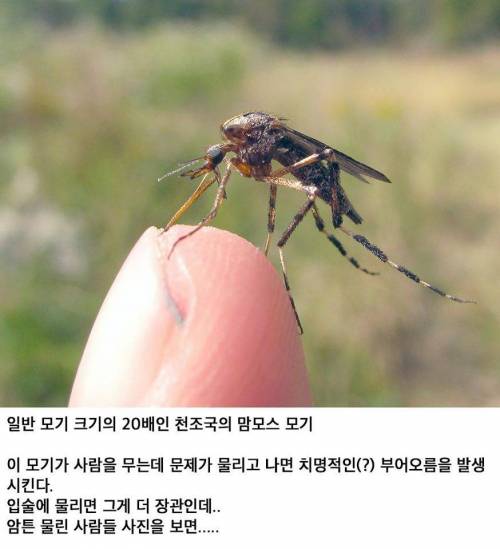 천조국 맘모스 모기