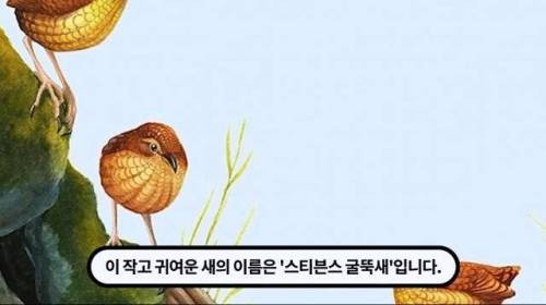 [스압] 한 마리 포식자로 인해 멸종당한 새