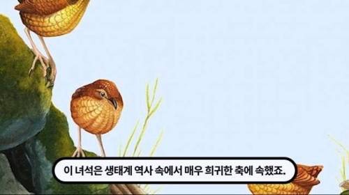 [스압] 한 마리 포식자로 인해 멸종당한 새