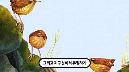 [스압] 한 마리 포식자로 인해 멸종당한 새