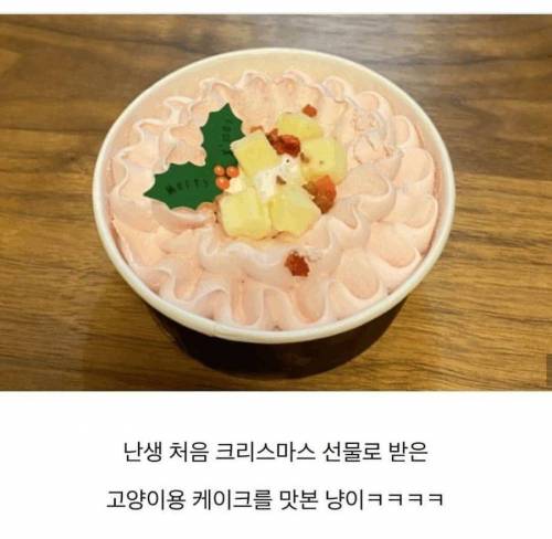 식탐에 미친 고양이.jpg