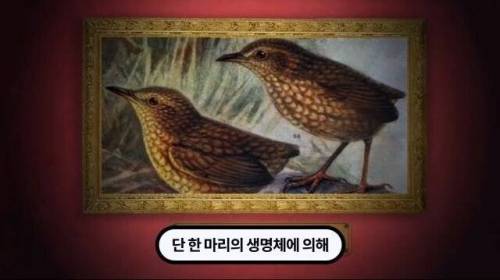 [스압] 한 마리 포식자로 인해 멸종당한 새