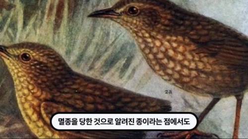 [스압] 한 마리 포식자로 인해 멸종당한 새
