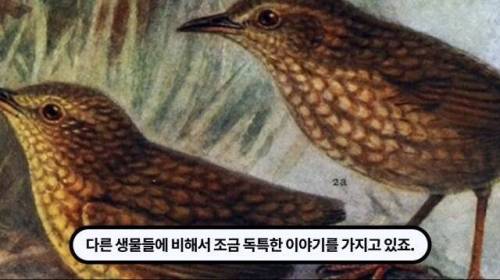 [스압] 한 마리 포식자로 인해 멸종당한 새