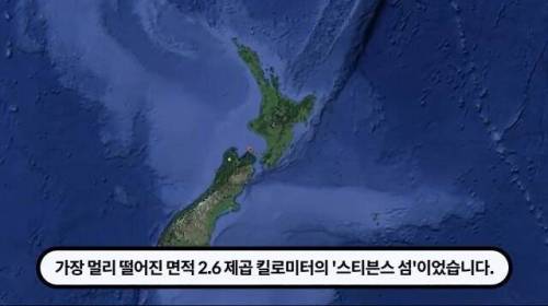[스압] 한 마리 포식자로 인해 멸종당한 새