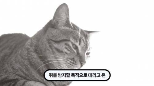 [스압] 한 마리 포식자로 인해 멸종당한 새