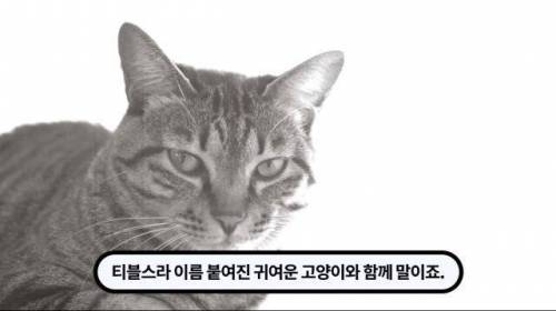 [스압] 한 마리 포식자로 인해 멸종당한 새