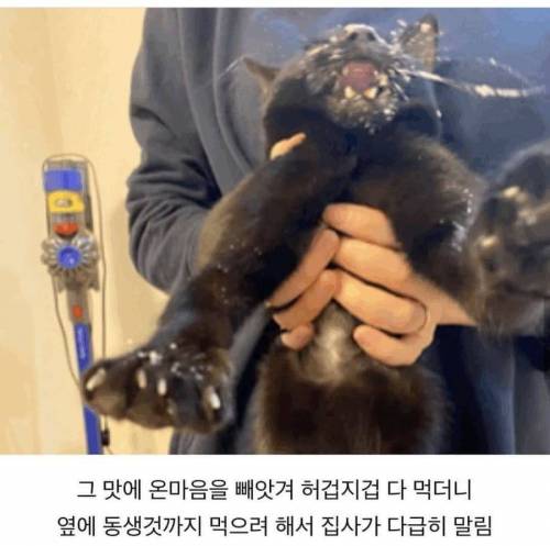 식탐에 미친 고양이.jpg