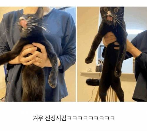 식탐에 미친 고양이.jpg