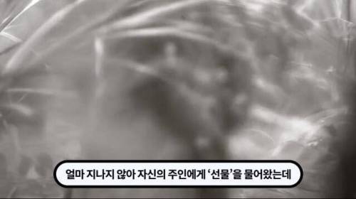 [스압] 한 마리 포식자로 인해 멸종당한 새