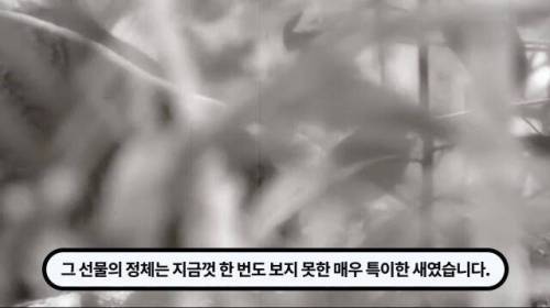 [스압] 한 마리 포식자로 인해 멸종당한 새