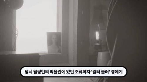 [스압] 한 마리 포식자로 인해 멸종당한 새