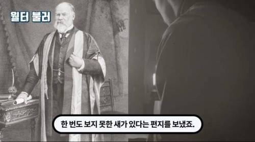 [스압] 한 마리 포식자로 인해 멸종당한 새