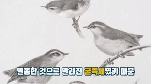 [스압] 한 마리 포식자로 인해 멸종당한 새