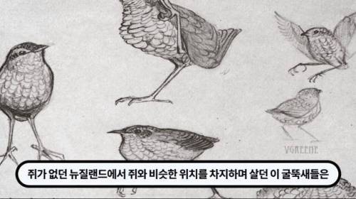 [스압] 한 마리 포식자로 인해 멸종당한 새