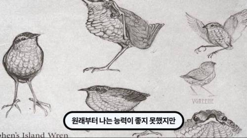 [스압] 한 마리 포식자로 인해 멸종당한 새