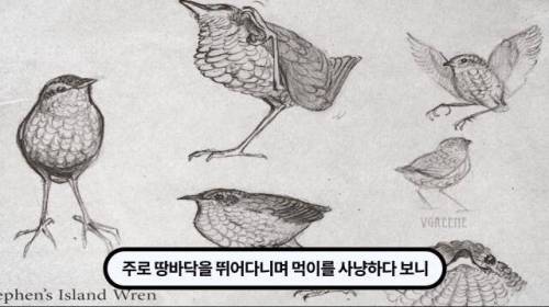 [스압] 한 마리 포식자로 인해 멸종당한 새