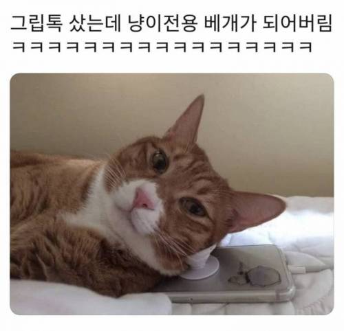 전용 베개.jpg