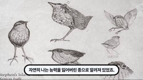 [스압] 한 마리 포식자로 인해 멸종당한 새