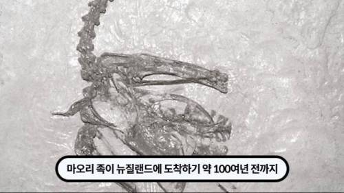 [스압] 한 마리 포식자로 인해 멸종당한 새