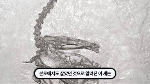 [스압] 한 마리 포식자로 인해 멸종당한 새