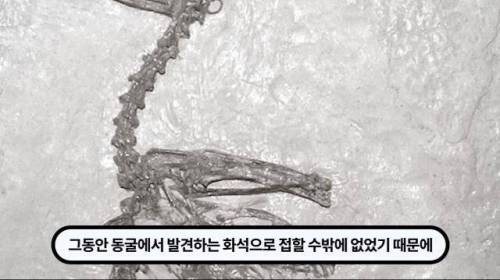 [스압] 한 마리 포식자로 인해 멸종당한 새