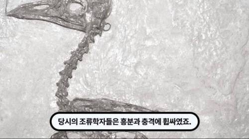 [스압] 한 마리 포식자로 인해 멸종당한 새