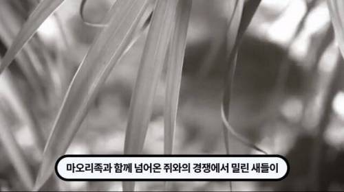 [스압] 한 마리 포식자로 인해 멸종당한 새
