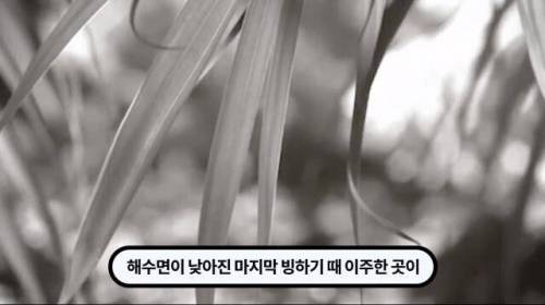 [스압] 한 마리 포식자로 인해 멸종당한 새