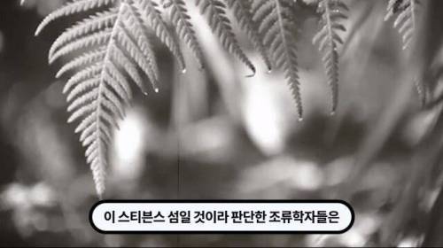 [스압] 한 마리 포식자로 인해 멸종당한 새