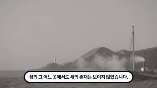 [스압] 한 마리 포식자로 인해 멸종당한 새