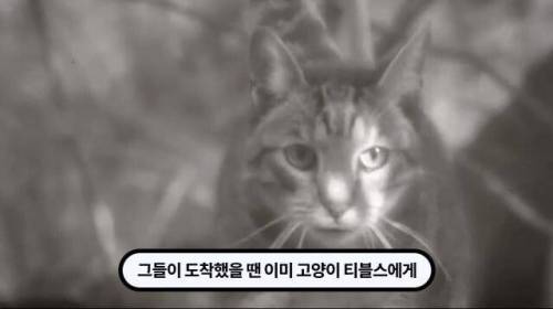 [스압] 한 마리 포식자로 인해 멸종당한 새