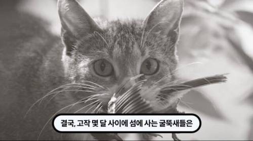 [스압] 한 마리 포식자로 인해 멸종당한 새
