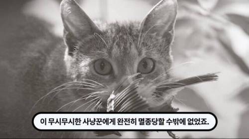 [스압] 한 마리 포식자로 인해 멸종당한 새