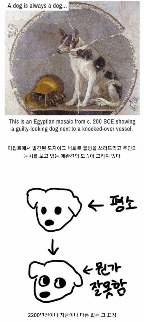 A Dog is always a dog.jpg