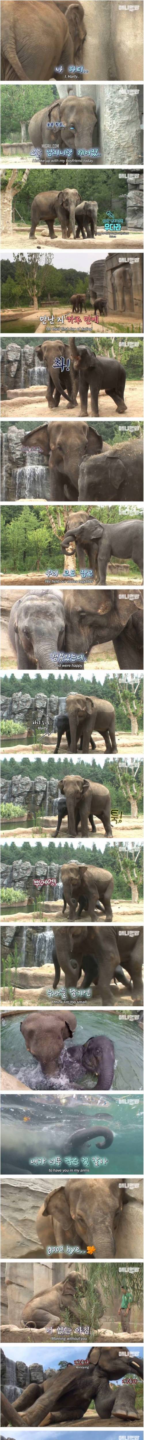 [스압] 남친이랑 헤어지고 방청소 하다가 우는 코끼리 하티.jpg