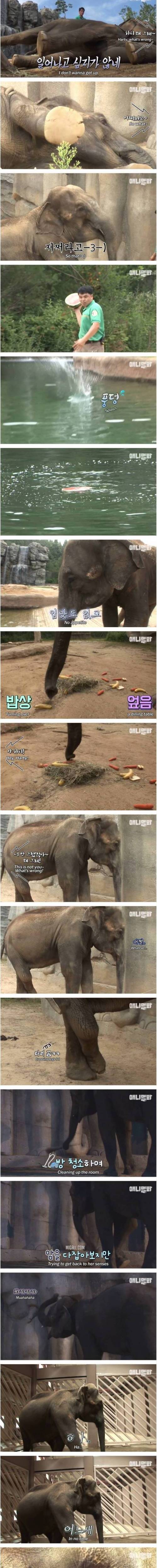 [스압] 남친이랑 헤어지고 방청소 하다가 우는 코끼리 하티.jpg