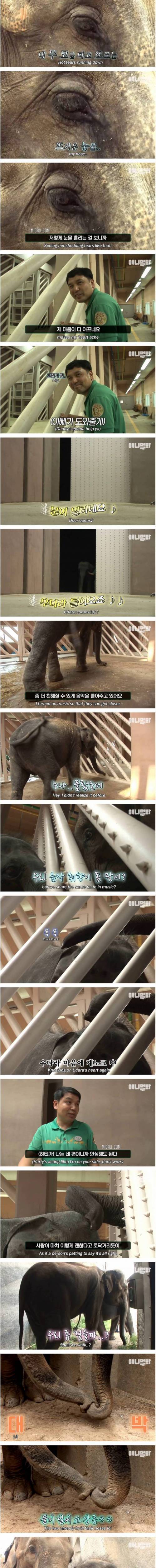 [스압] 남친이랑 헤어지고 방청소 하다가 우는 코끼리 하티.jpg