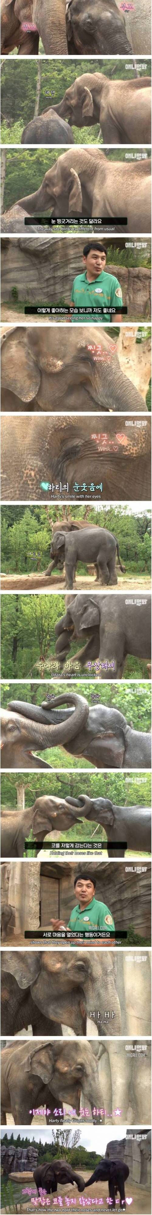 [스압] 남친이랑 헤어지고 방청소 하다가 우는 코끼리 하티.jpg