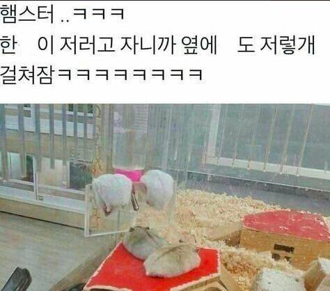 햄스터 꿀잠자는 방법