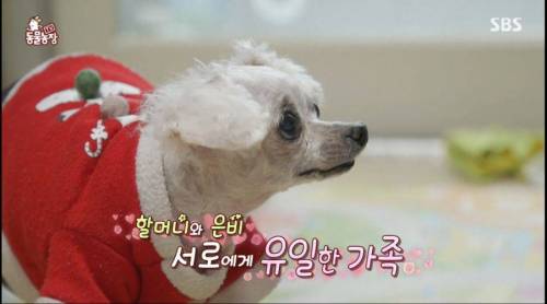 [스압] 14년을 함께한 반려견을 파양하는 이야기
